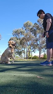 What would this be called? We have our own command. #goldenretriever #dogtraining #dogtrainingjourney #forcefreetraining #doglife #dogtraıner #yopaws | YoPaws