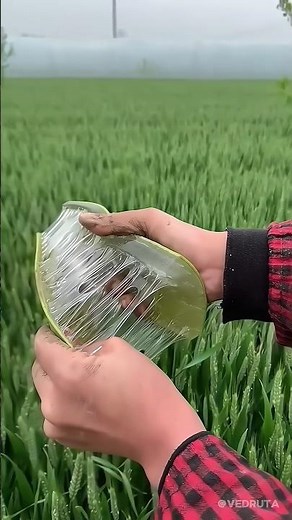 Homemade Aloe Vera Shampoo Remedy | Healthy Hair Care Routine