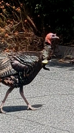 280K views · 8.8K reactions | When your girls say they’ve got your back… and they really mean it 旅✨ Discover how Clorofil is making a difference for animals on Instagram: thedo.do/clorofil_org For more animal rescue stories, follow Brielle on Instagram: thedo.do/brielle_thedodo and TikTok: thedo.do/briellerendeiro_thedodo. | The Dodo | Facebook