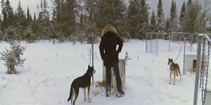 A musher's life: It's all about training and diet