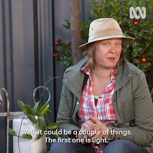 How come my Hoya isn't flowering?🌿 | Gardening Australia