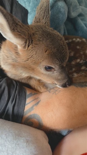 Rescuing Baby Finn: Raising a Fawn Until He Returned to the Wild