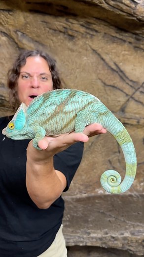 The Reptile Zoo on Instagram: "One of the largest chameleons on earth and look how beautiful this Madagascar Parsons chameleon is and he isn’t even done growing 😱 We had to do an up date looks at the colors 🌈🙌🙌🙌😍 • • #big #beautiful #lizard #reelsinstagram #gorgeous #madagascar #parsonschameleon #nature #beautifulcolors #amazing #reptile #reels #reptilezoo #animallovers #chamaeleon #update"