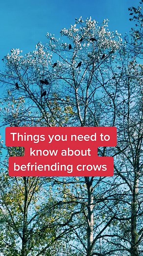 Befriending Crows: What You Need to Know