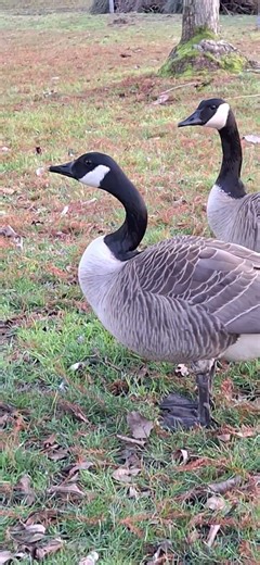 The Angry Geese Have Taken Over. #shorts #geese #nature