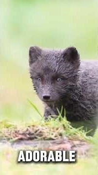 Top 5 Most Beautiful Creatures on Earth