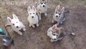 16K views · 384 reactions | All six of our 8 week, 5 day old puppies using the 'Sit' and 'Wait' command  | The Husky Trio Chronicles | Facebook