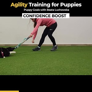 29 reactions | Boost your puppy's confidence and build laser focus...