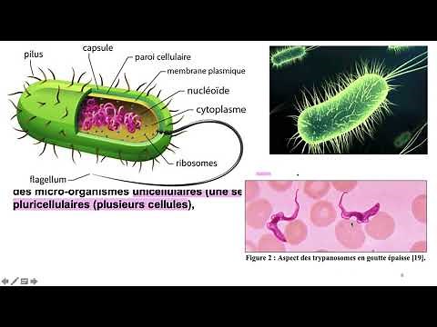 vidéo 1 sur le chapitre 7.1. les maladies infectieuses (1.1. différents agents pathogènes)