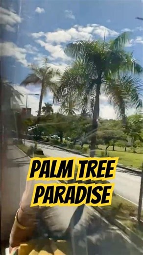 Approaching Nadi Town: Palm-Lined Roads and Fiji Skies