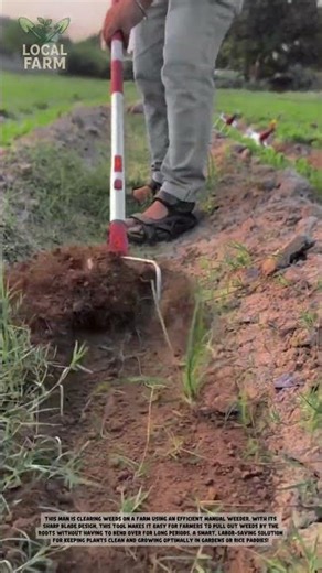 Efficient Manual Weeder in Action! Clear Weeds Fast & Easy