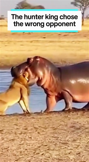 the hunter king chose the wrong opponent#animals #wildlife #animalworld #animalplanet