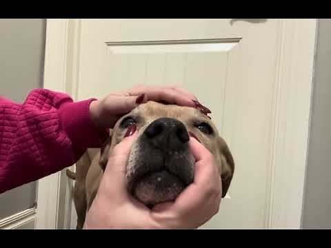 Oculocephalic AKA Doll's eye reflex in normal dog