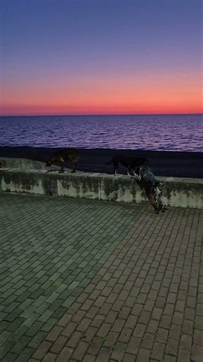 Dinner aesthetic. Sweet dreams! / Красивый ужин. Спокойной ночи. 🌙