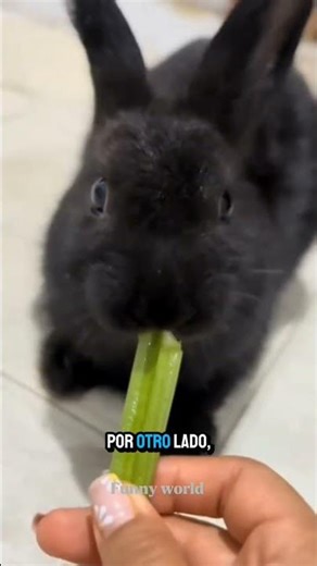 Did you know that a mistake in your rabbit's salads can cause deadly gas? #rabbit #vegetablesforr...