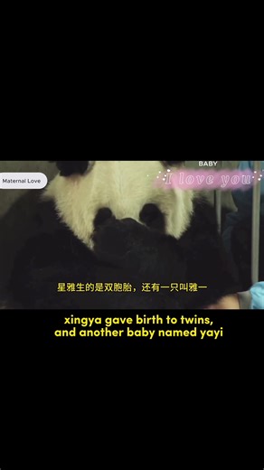 Panda Crying Voice Due to Love