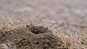 A Magnified View of a ant hole