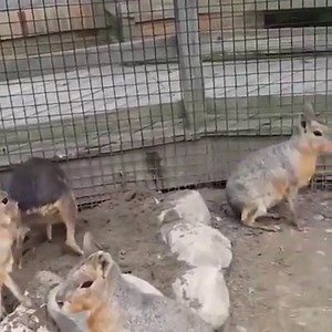 Meet the second largest rodents in the world! These are our Patagonian cavies! These guys are constantly chewing and digging! Because of this, our enrichment for them is geared around keeping these instinctual behaviors intact without having them chewing and digging where they shouldn't! One example of this is a dig pit! Several of our digging animals around the zoo have dig pits! They are areas that contain several types of substrates to encourage our animals to dig, lay, or even cache food in!
