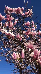 6K views · 145 reactions | Many street trees are beginning to bloom...