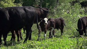 286K views · 1.2K shares | Our story; where we started. From a Pole Barn to the forefront of the Diesel Industry, our innovation will continue to push the limits even higher. #MadeWithPride #MadeInAmerica #FleecePerformance #innovating #DieselPerformance | Fleece Performance Engineering | Facebook