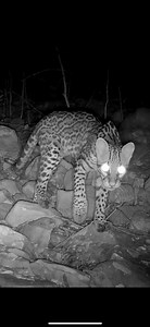 10K views · 313 reactions | Un Ocelote (Leopardus pardalis) cazando . #ocelote #naturaleza #wildlife #fototrampeo | The Santo Grial | Facebook
