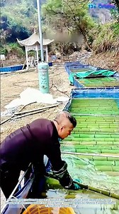 Snail Harvesting in Action: A Look at Aquaculture Efficiency