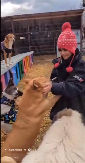 Senior Gentleman seeks… 🩷💙 Colin is a handsome 9-year-old gentleman with a heart full of love, a tail that never stops wagging, and a bum that never stops wiggling! 💛 Despite a tough start in life, his spirit has never dimmed and now he’s ready to escape the harsh Romanian winter and shine in a forever home of his very own. He walks beautifully on the lead and harness, loves human company, and is always up for cuddles. The shelter volunteers adore him and say his happy bum wiggle is guarantee