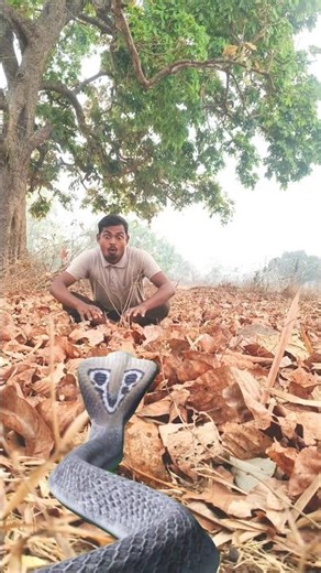 Man Shocked by Cobra in Forest | Crazy Snake VFX Scene #snakelogo