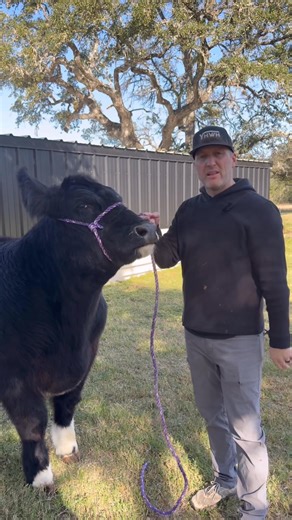 How your rope halter fits is important www.StockUpSupply.com #livestockshow #cattleshow #steershow #heifershow | Stock Up Supply