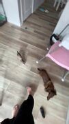 Playful ferret chases dog all around house