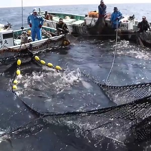 2.4M views · 5.9K reactions | Fishing boats harvested at night and the crew members' efforts for a long and hard day Join the group to see more videos and photos https://www.facebook.com/groups/410521789765203 | Dog America | Facebook
