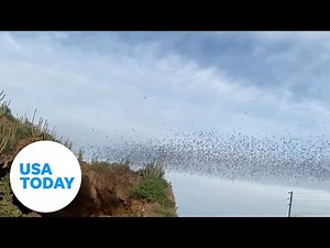 Thousands of bats emerge from their desert cave | USA TODAY