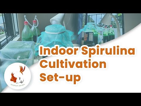 How To Grow Spirulina at Home - Indoor Spirulina Cultivation Setup