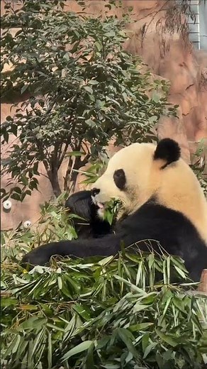 The Most Unlikely Animal Friendship You'll See Today