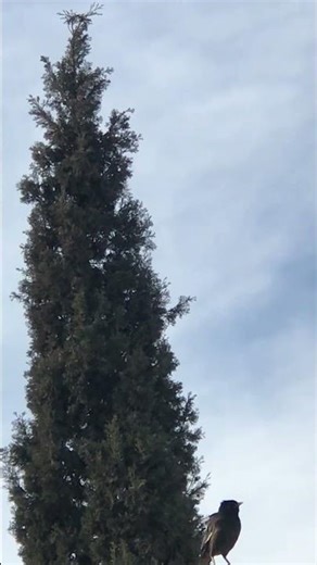 Beautiful Bird Singing Sweet Melody | Relaxing Nature Sounds | Viral Bird Video