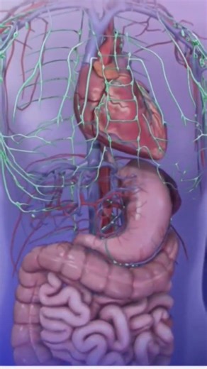 Lymphatic system Functions 🧠👀#lymphaticmassage #lymphaticexercises #lymphaticdrainage #shorts #viral