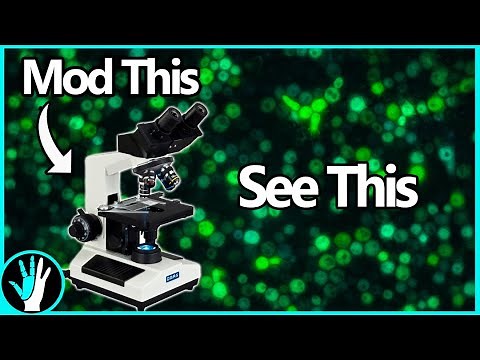 Fluorescent microscopes are amazing!