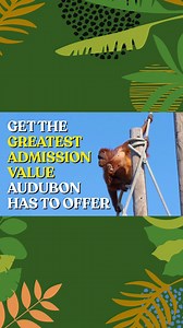 🦁🐠🐛 Experience the wonders of nature all year round with Audubon's annual Membership! For just one low price, unlock unlimited adventures at Audubon Zoo, Audubon Aquarium, and Audubon Insectarium, plus money-saving perks and more. FEEL GOOD about powering Audubon’s work to protect wildlife! Become an Audubon Member today to access a world of wonder. | Audubon Nature Institute