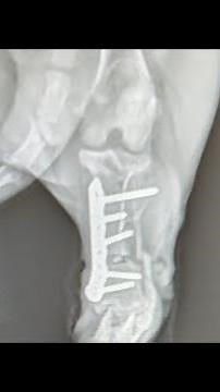 Radiographs review angular limb deformity
