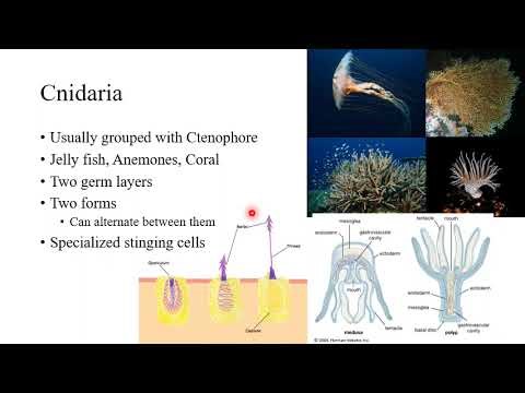 Medical Evolution Chp 6 Invertebrate, Vetebrate, and Human Evolution student version