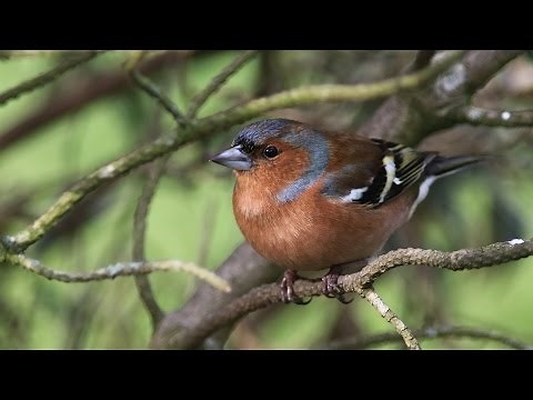 chants et cris du pinson des arbres HD- songs and calls common chaffinch (free birds)