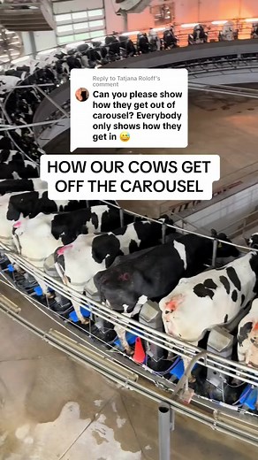 455K views · 3.1K reactions | The colors on the cows backs help us easily spot a cow if she sneaks another ride around and gets mixed in the wrong group! If a cow gets an extra ride, she’s not milked again- just gets a free ride 拏 | MVP Dairy | Facebook
