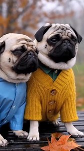 “Both pugs are crying together.” #pug #puglife #puglove #pugs #dog #pugstagram #pugpuppy #pugworld #puglover #pugoftheday #pugnation #dogs #puppy #puglovers #mops #pugsnotdrugs #doglover #pugmania #pet #love #cute #blackpug #pugloversclub #pugdog #instadog #dogstagram #dogoftheday | Pug Worlds Mafia