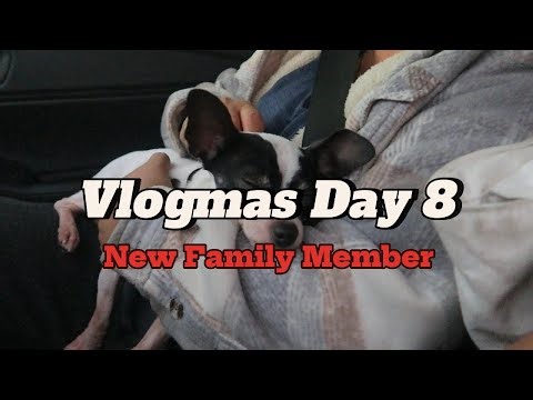 Vlogmas Day 8 We adopted a doggie! A new Dodgers Fan is born! 🐶☃️❄️🎄