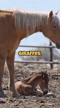 Why Horses Sleep Standing – The Truth About Equine Power Naps