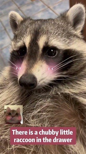 Baby raccoon= instant chaos & cuteness overload 💀#raccoon #babyraccoon #wildlife #cuteanimals #fyp