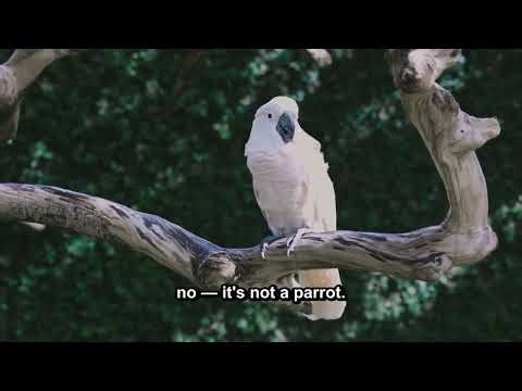 The Smartest Birds on Earth — Corvid Intelligence Will Shock You