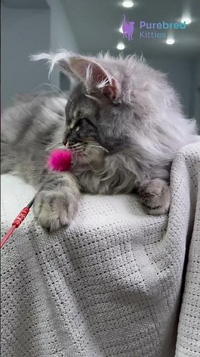 Meet Exotic: The Blue Marble Maine Coon Kitten 🐾 Calm, Majestic & Ready for Love! #MaineCoon