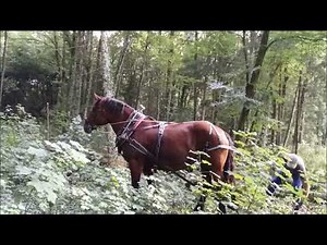 Holzrücken mit Pferden | Baum vom Stock ziehen | Holzernte