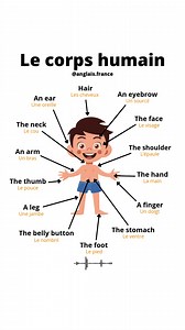 Le vocabulaire du corps humain en anglais | Anglais France